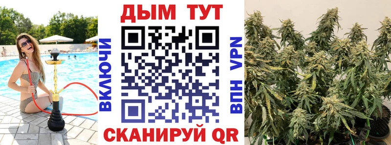 Каннабис гибрид  Гусев 